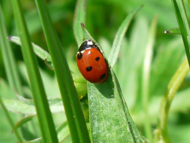 ladybug-54311_640