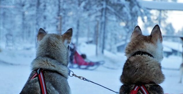 Edasi-tagasi Helsingist Lapimaale al 111 €