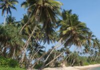 Sri Lankale
